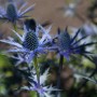Blühende Flachblatt-Mannstreu (Eryngium) im Topf, blaue Blütenstände und spitze Blätter.