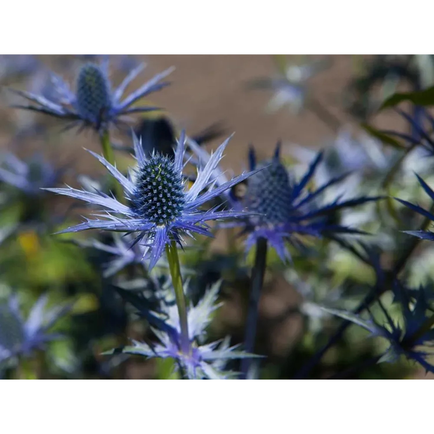 Blühende Flachblatt-Mannstreu (Eryngium) im Topf, blaue Blütenstände und spitze Blätter.