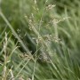 Detailaufnahme der Rasen-Schmiele 'Tardiflora' mit filigranen, silbernen Blütenständen im grünen Gras.