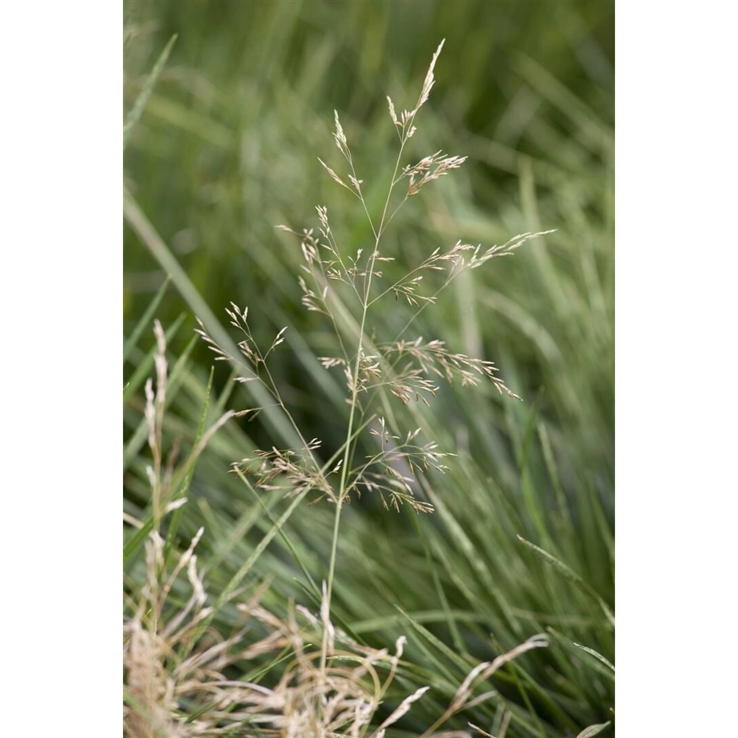 Deschampsia Cespitosa Tardiflora Rasen-Schmiele Ca. 9x9 cm Topf günstig online kaufen