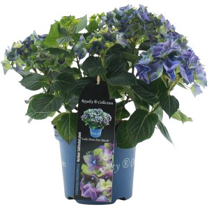 Blaue Bauernhortensie Lady Mata Hari im Topf, ca. 20-30 cm hoch.