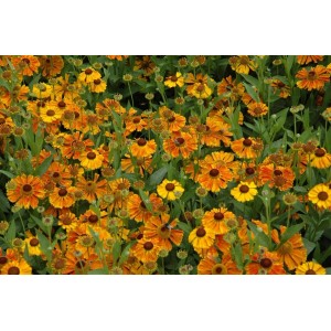 Orange-gelbe Helenium Sonnenbraut 'Waltraud' im 11x11 cm Topf, blühende Staude.