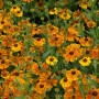 Orange-gelbe Helenium Sonnenbraut 'Waltraud' im 11x11 cm Topf, blühende Staude.