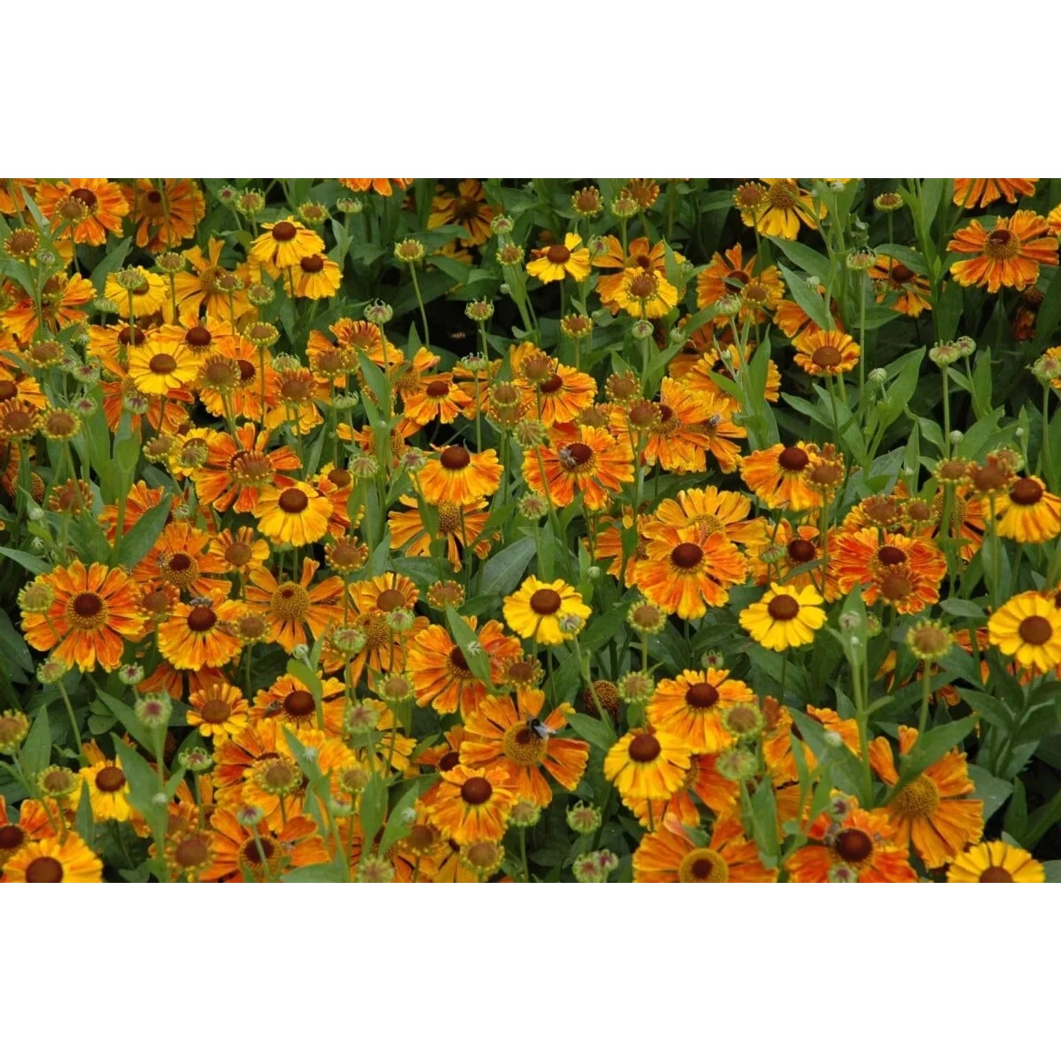 Orange-gelbe Helenium Sonnenbraut 'Waltraud' im 11x11 cm Topf, blühende Staude.