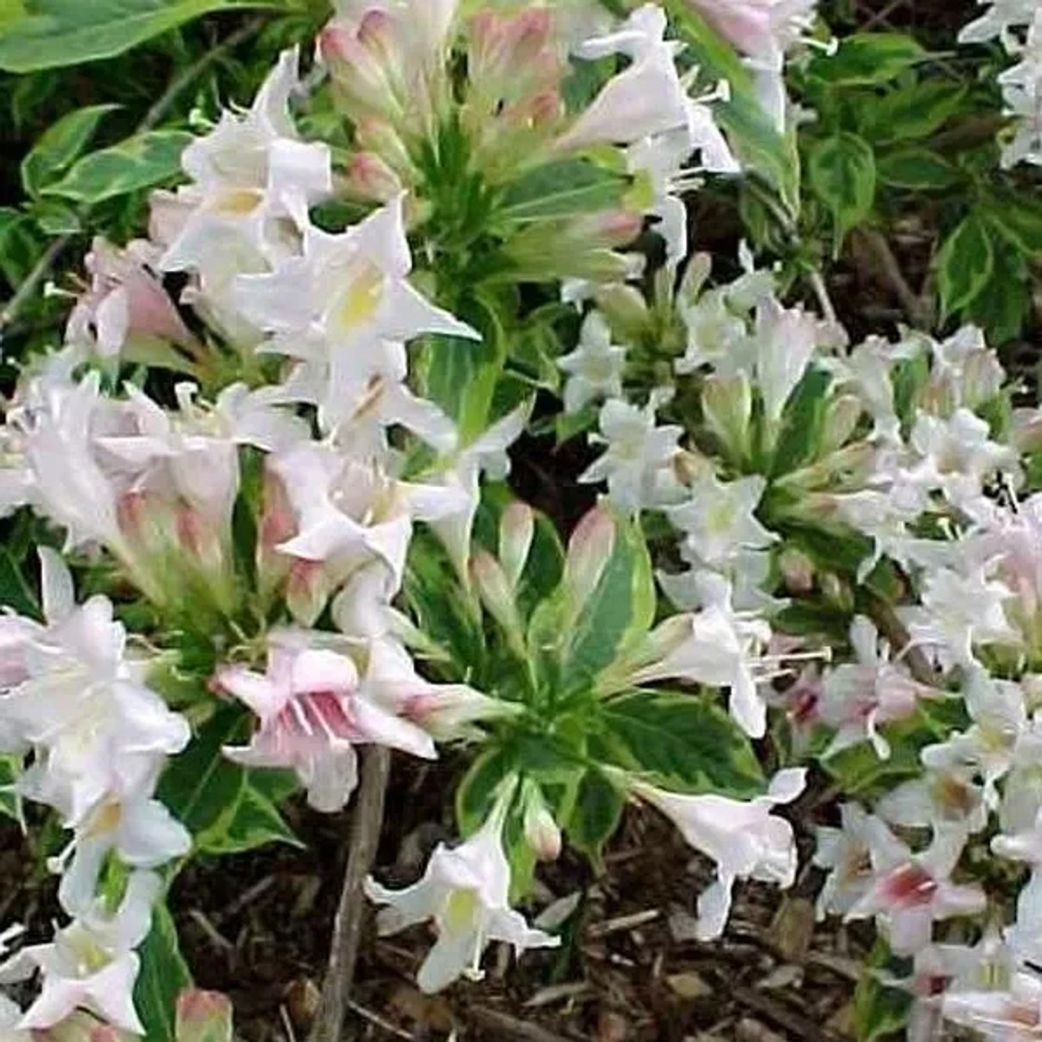 Weigelie 'Nana Variegata' Weigela 60 bis 80 cm im Container Panaschiertes Laub