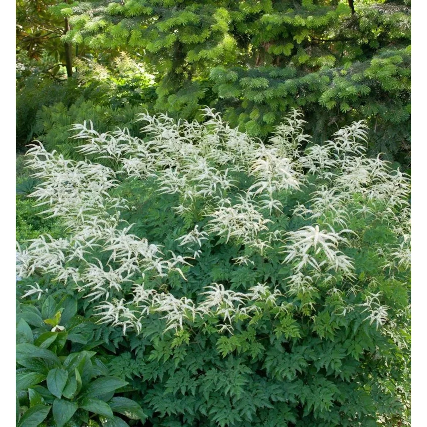 Wald Geißbart Johannisfest - Aruncus aethusifolius