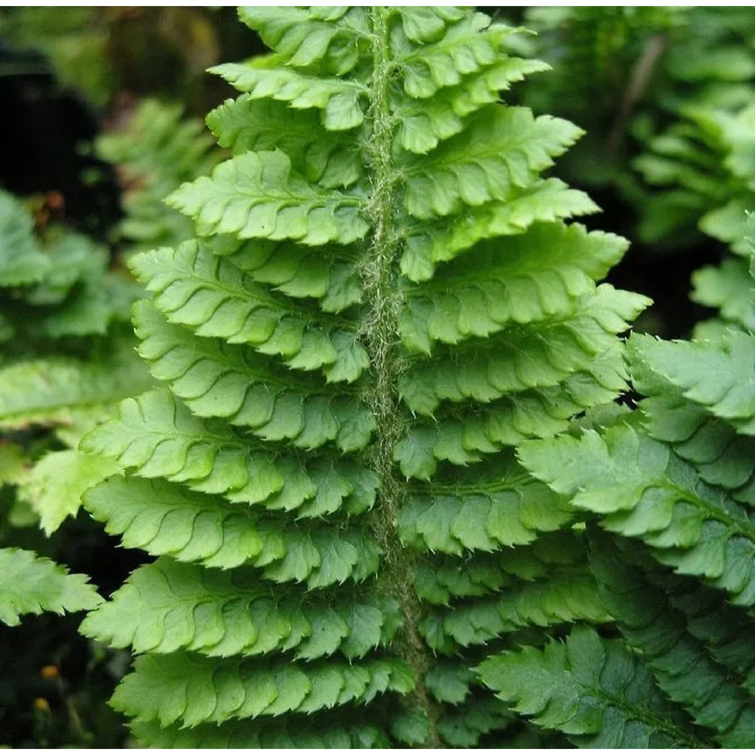 Weicher Schildfarn Congestum - Polystichum setiferum