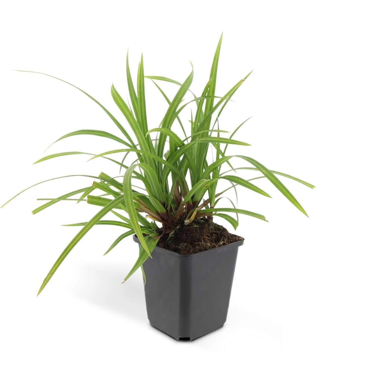 Exotenherz Ziergras Japanische Teppich Segge Carex Morrowii Irish Green 9cm günstig online kaufen