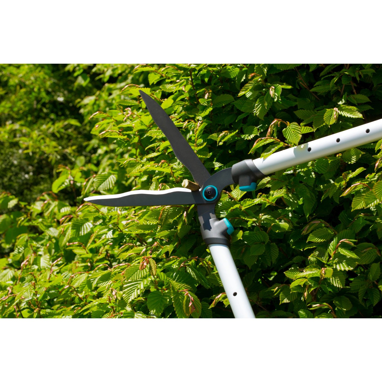 Gardena TeleCut Teleskop-Heckenschere beim Heckenschnitt. Hand-Heckenschere mit ausziehbaren Griffen.