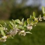 Blühender Zweig der Honigbeere MyBerry Sweet (Lonicera kamtschatica) im Detail.