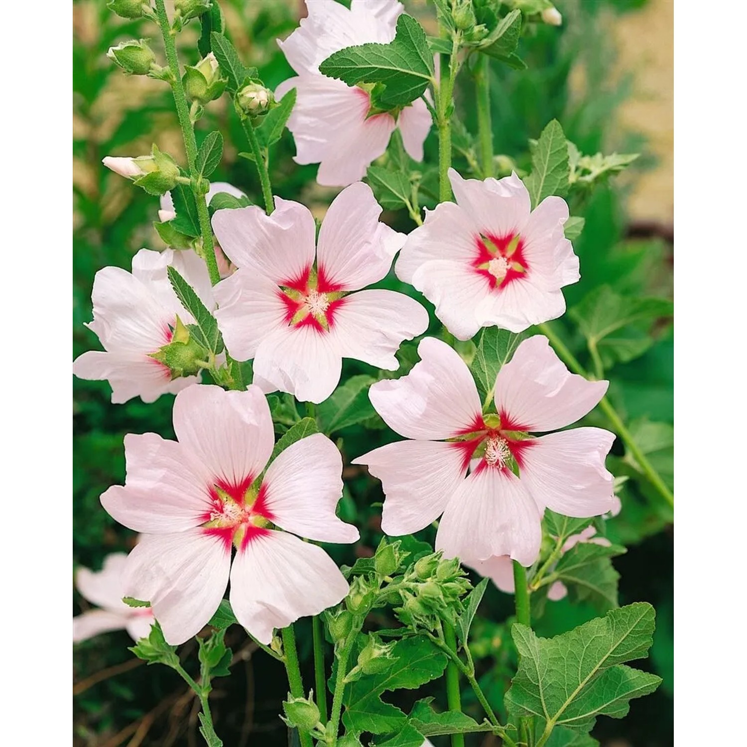 Nahaufnahme der zartrosa Blüte der Buschmalve 'Blushing Bride', eine blühende Zimmerpflanze.
