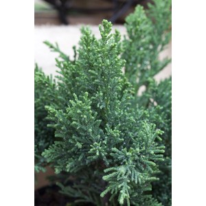 Nahaufnahme der grünen Hinoki-Scheinzypresse 'Drath', einer buschigen Zierpflanze für den Garten.