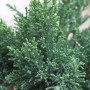 Nahaufnahme der grünen Hinoki-Scheinzypresse 'Drath', einer buschigen Zierpflanze für den Garten.