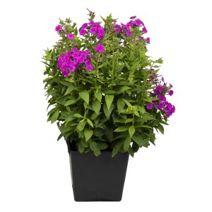 Flammenblume 'Miss Mary' im Topf, leuchtend rote Blütenpracht für Beet und Balkon.