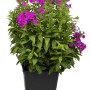 Flammenblume 'Miss Mary' im Topf, leuchtend rote Blütenpracht für Beet und Balkon.