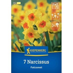 Kiepenkerl Tazetten-Narzisse Falconet, gelbe Blüten mit orangefarbener Mitte, 7 Stück Blumenzwiebeln.