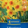 Kiepenkerl Tazetten-Narzisse Falconet, gelbe Blüten mit orangefarbener Mitte, 7 Stück Blumenzwiebeln.