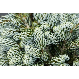 Nahaufnahme der silbrig-blauen Nadeln der Abies Koreana 'Kohouts Icebreaker' Tanne.