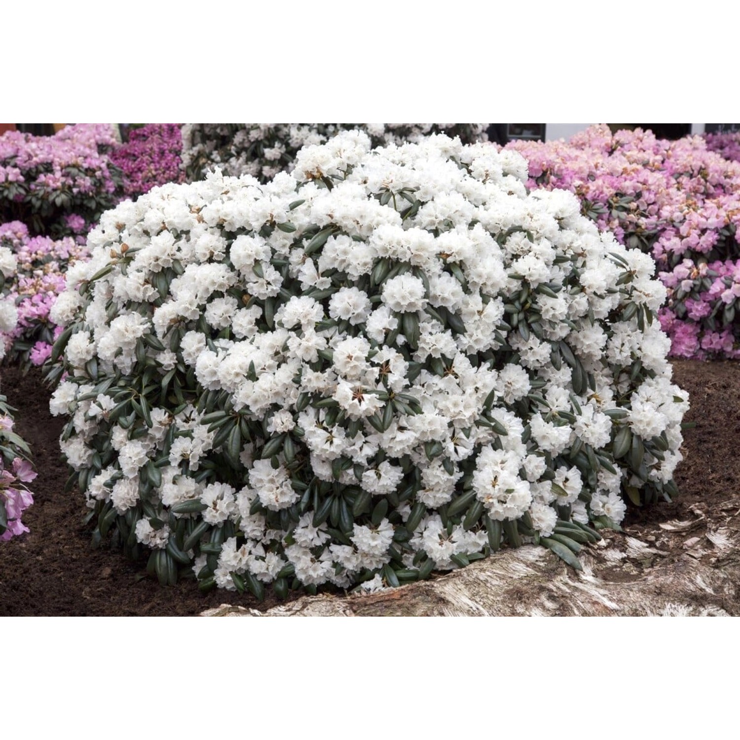 Rhododendron Yakushimanum Schneekissen Weiß 25–30 cm günstig online kaufen