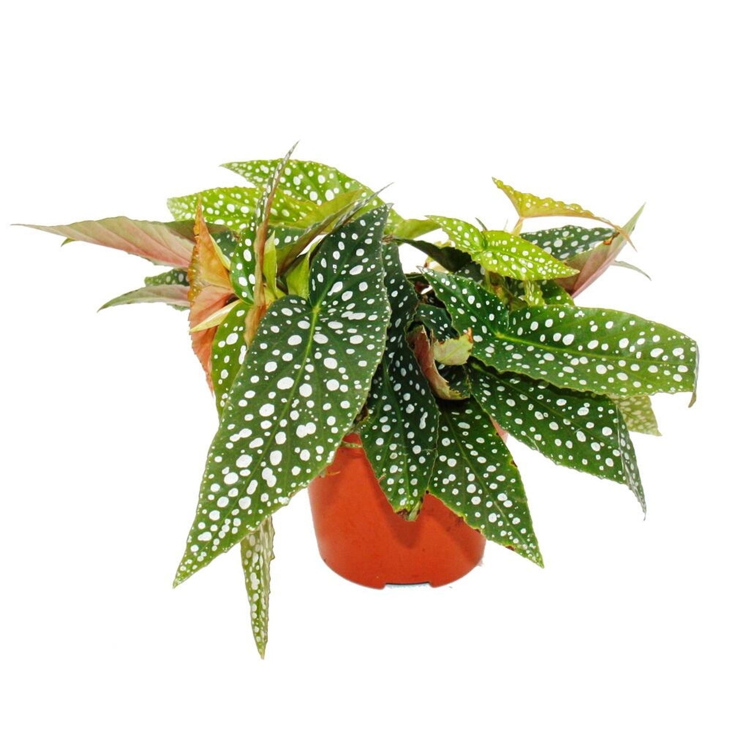 Exotenherz Doppelpunktbegonie Begonia Maculata Double Dot 12cm Topf