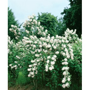 Blühender Duftjasmin 'Minnesota Snowflake' mit weißen Blüten im Garten.