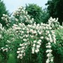 Blühender Duftjasmin 'Minnesota Snowflake' mit weißen Blüten im Garten.