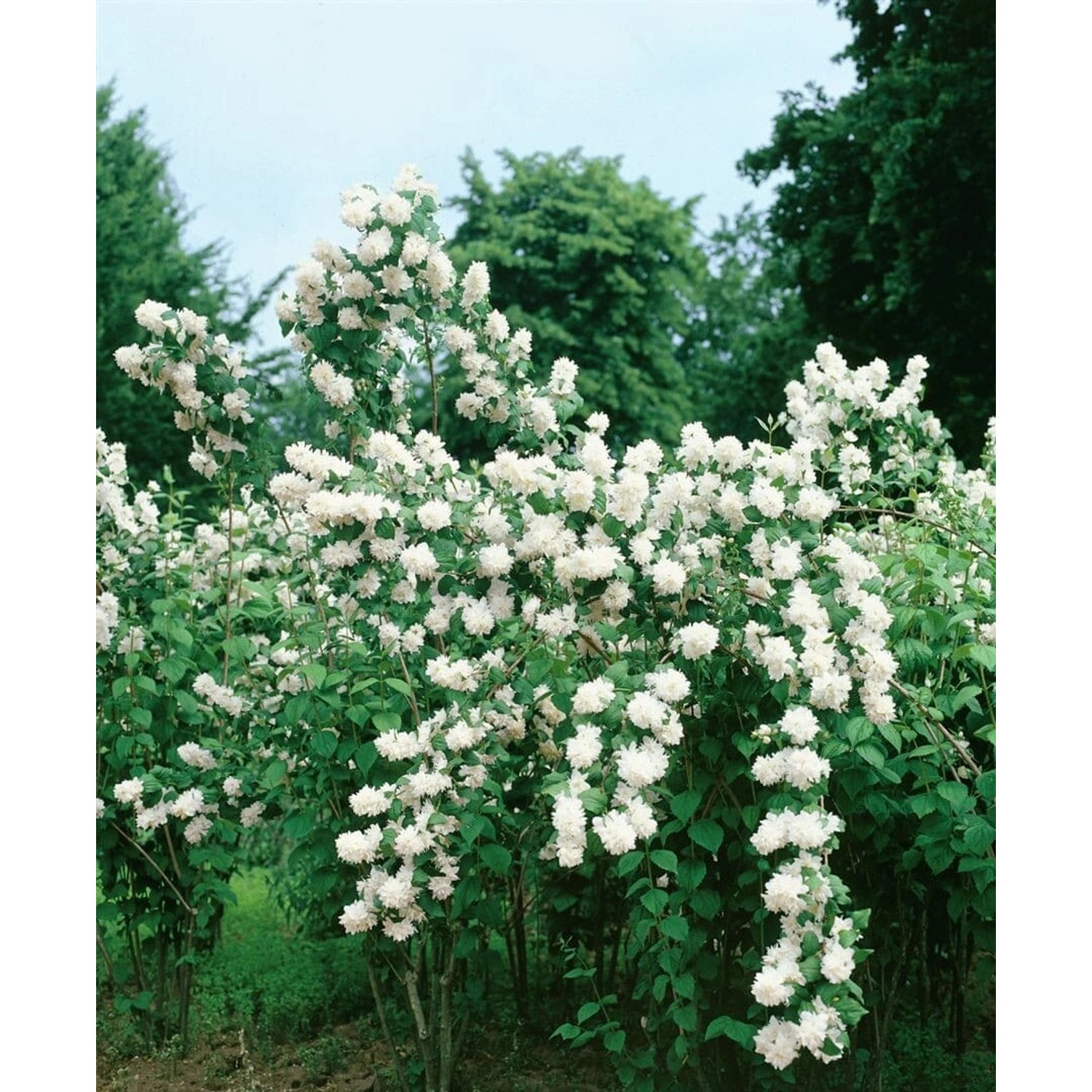 Philadelphus Minnesota Snowflake Duftjasmin Weiß 60–100 cm günstig online kaufen