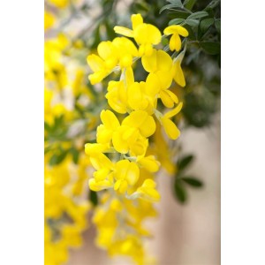 Leuchtend gelbe Blüten des Besenginster 'Gelber Funke' (Cytisus scoparius), Nahaufnahme.