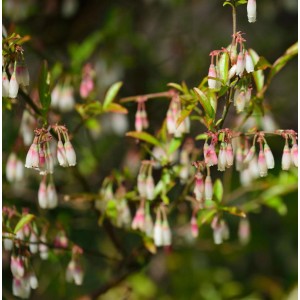 Blühende Wilde Heidelbeere (Vaccinium griffithianum) mit weißen, glockenförmigen Blüten.