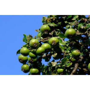 Baumfink Wildbirne mit grünen, unreifen Früchten am Birnenbaum vor blauem Himmel.