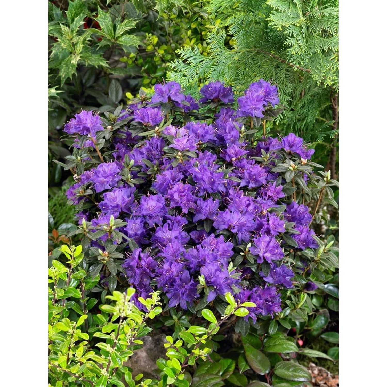 Rhododendron Russatum Enziana Blauviolett 30–40 cm günstig online kaufen