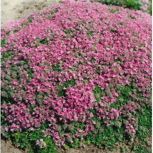 Blühender Teppich-Thymian 'Minor' im 9x9 cm Topf. Bodendecker mit rosa Blüten.