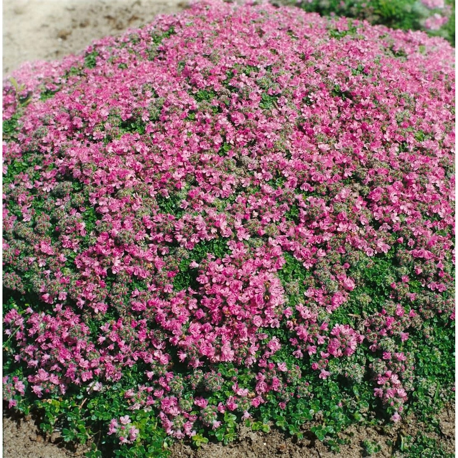 Thymus Praecox Minor Teppich-Thymian Aromatisch Ca. 9x9 cm Topf günstig online kaufen