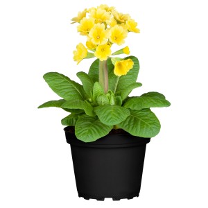Gelbe Schlüsselblume 'Spring Fever' im Topf, eine farbenfrohe Frühjahrsbepflanzung von GROW by OBI.