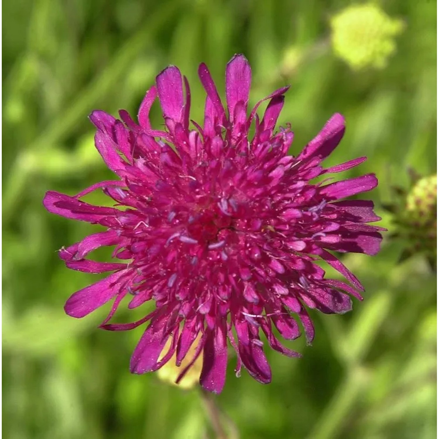 Witwenblume Melton Pastels - Knautia macedonica