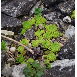 Bulgarische Kugel Hauswurz, Jovibarba globifera, zwischen Steinen im Garten.