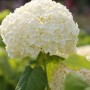 Nahaufnahme einer weißen Ballhortensie Strong Annabelle im Garten.