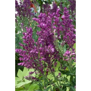 Steppen-Salbei 'Schwellenburg' im 9x9 cm Topf mit violetten Blüten.