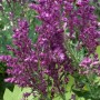 Steppen-Salbei 'Schwellenburg' im 9x9 cm Topf mit violetten Blüten.