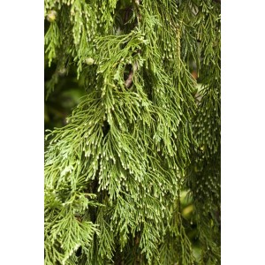 Detailaufnahme der hängenden Zweige einer Nootka-Scheinzypresse (Chamaecyparis Nootkatensis Pendula).