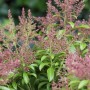 Japanische Lavendelheide 'Valley Valentine' mit roten Blüten und grünen Blättern.