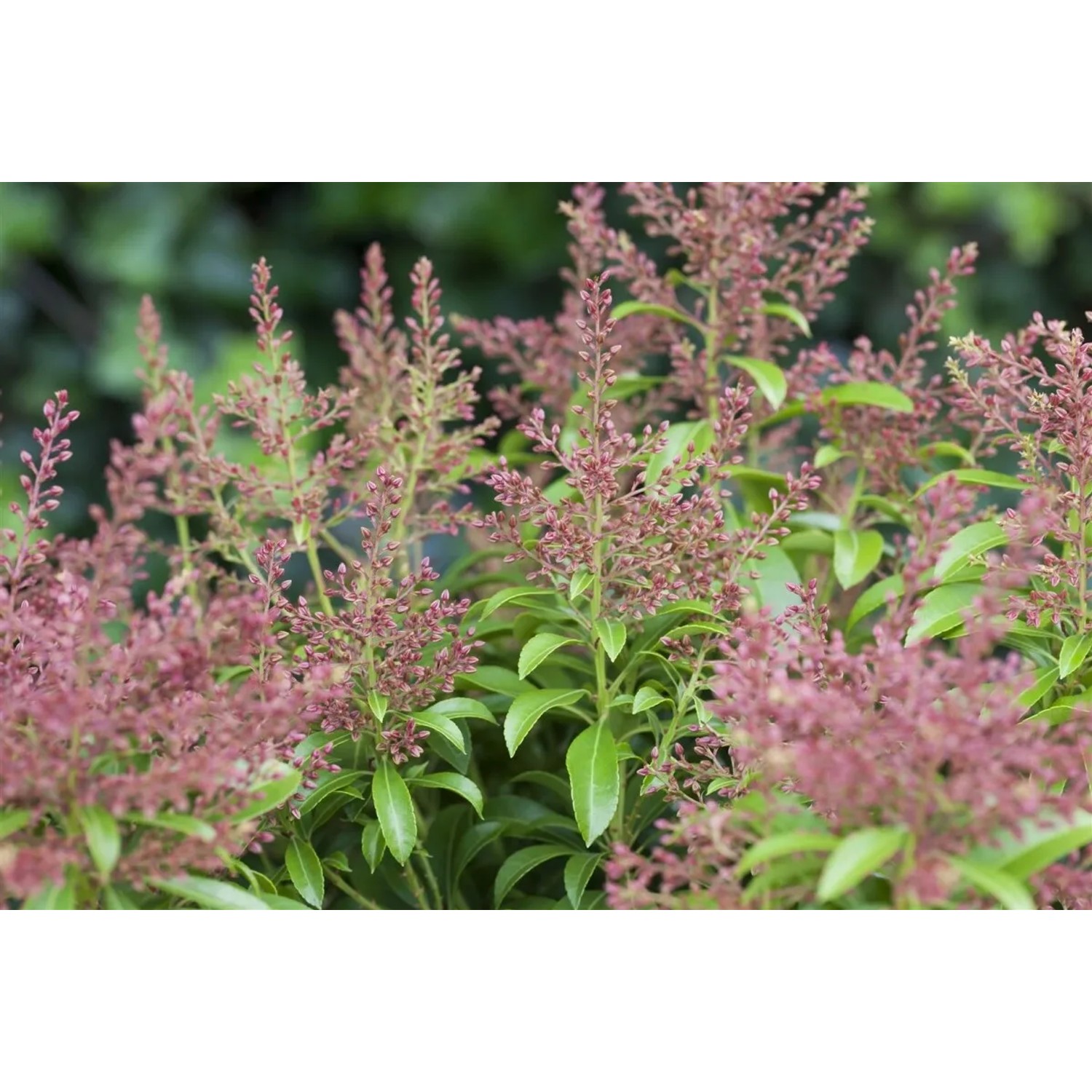 Japanische Lavendelheide 'Valley Valentine' mit roten Blüten und grünen Blättern.