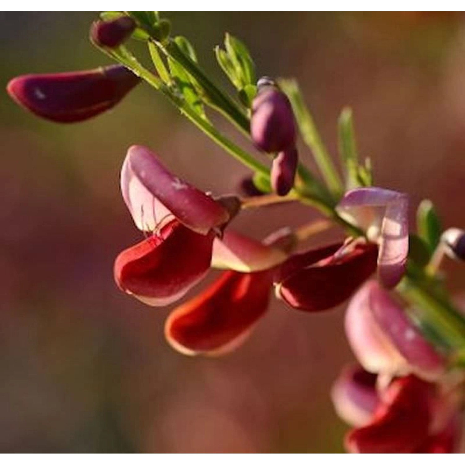 Schmuckginster Killiney Red 60-80cm - Cytisus scoparius günstig online kaufen