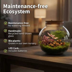 Vdvelde DIY Terrarium aus klarem Glas, 30 cm, mit grünen Pflanzen und Moos, Korkdeckel, auf Holztisch.