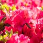 Nahaufnahme des leuchtend roten Rhododendron Obt. Little Red Strauchs mit grünen Blättern.