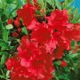 Rosa Rhododendron Williamsianum 'Gartendirektor Glocker' mit üppigen Blüten und grünen Blättern.
