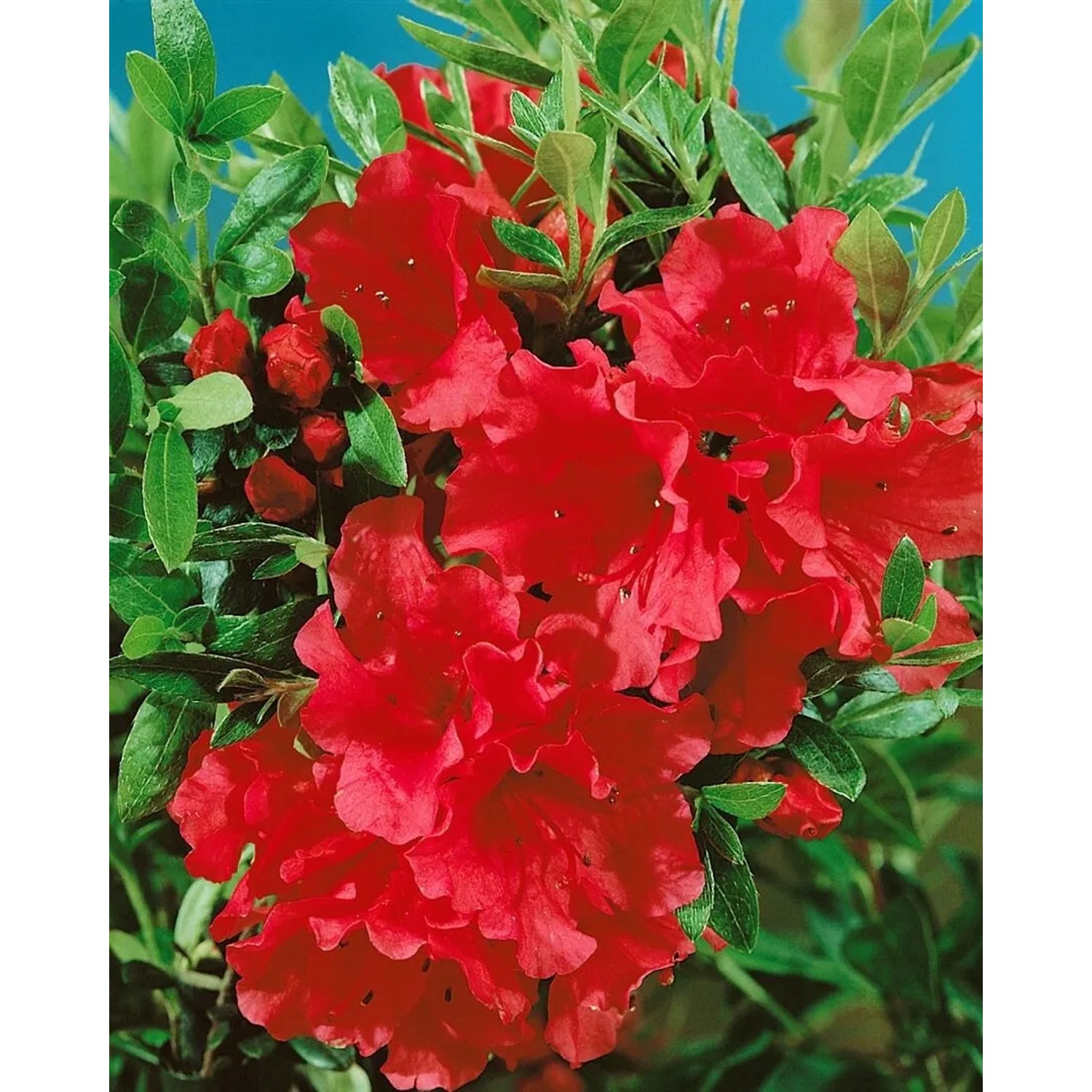 Rosa Rhododendron Williamsianum 'Gartendirektor Glocker' mit üppigen Blüten und grünen Blättern.