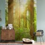 Komar Fototapete Vlies Redwood (200x250 cm) mit Waldmotiv und Sonnenlicht.