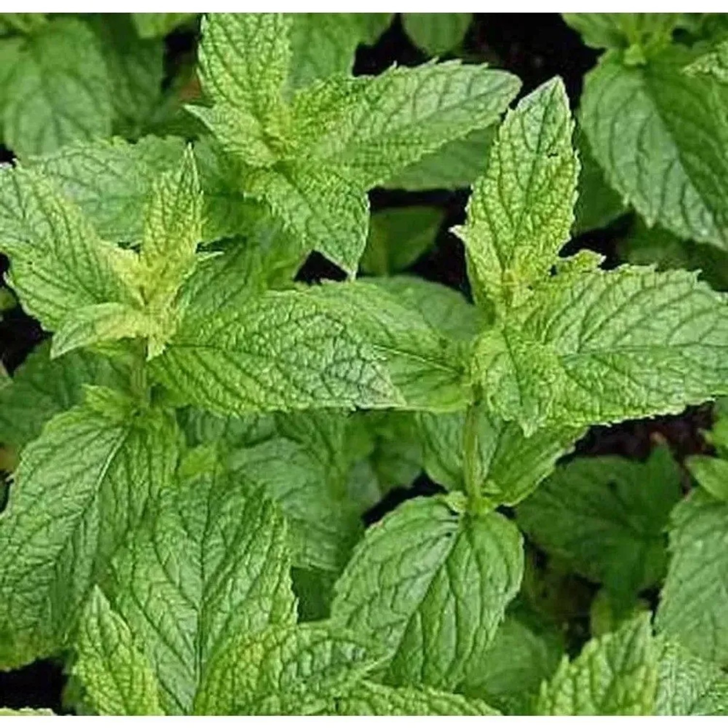 Grüne Minze Maroccan - Mentha spicata
