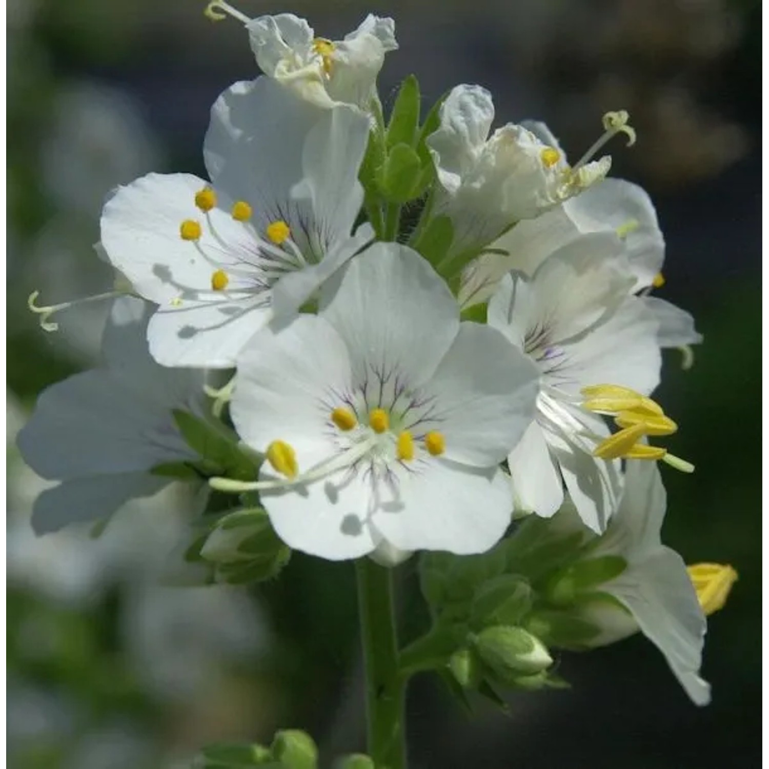 Weiße Himmelsleiter - Polemonium caeruleum